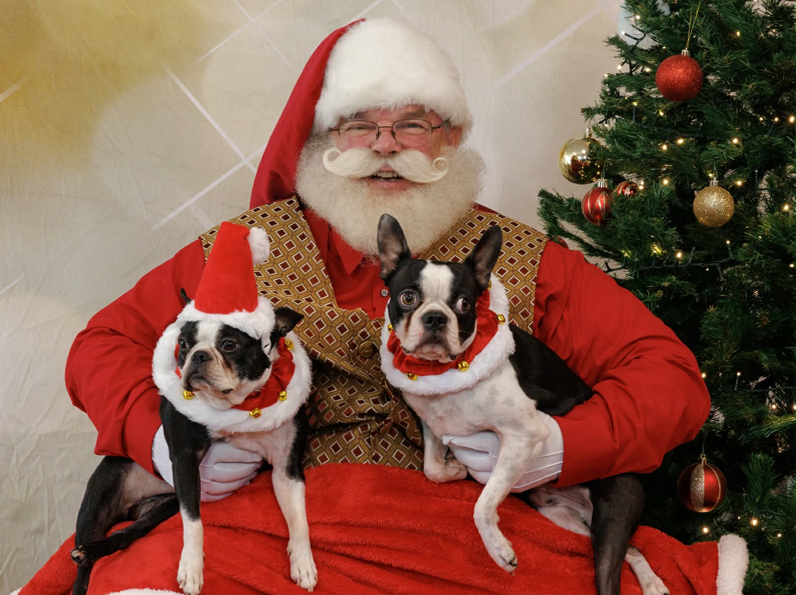 Santa with two Boston terriers